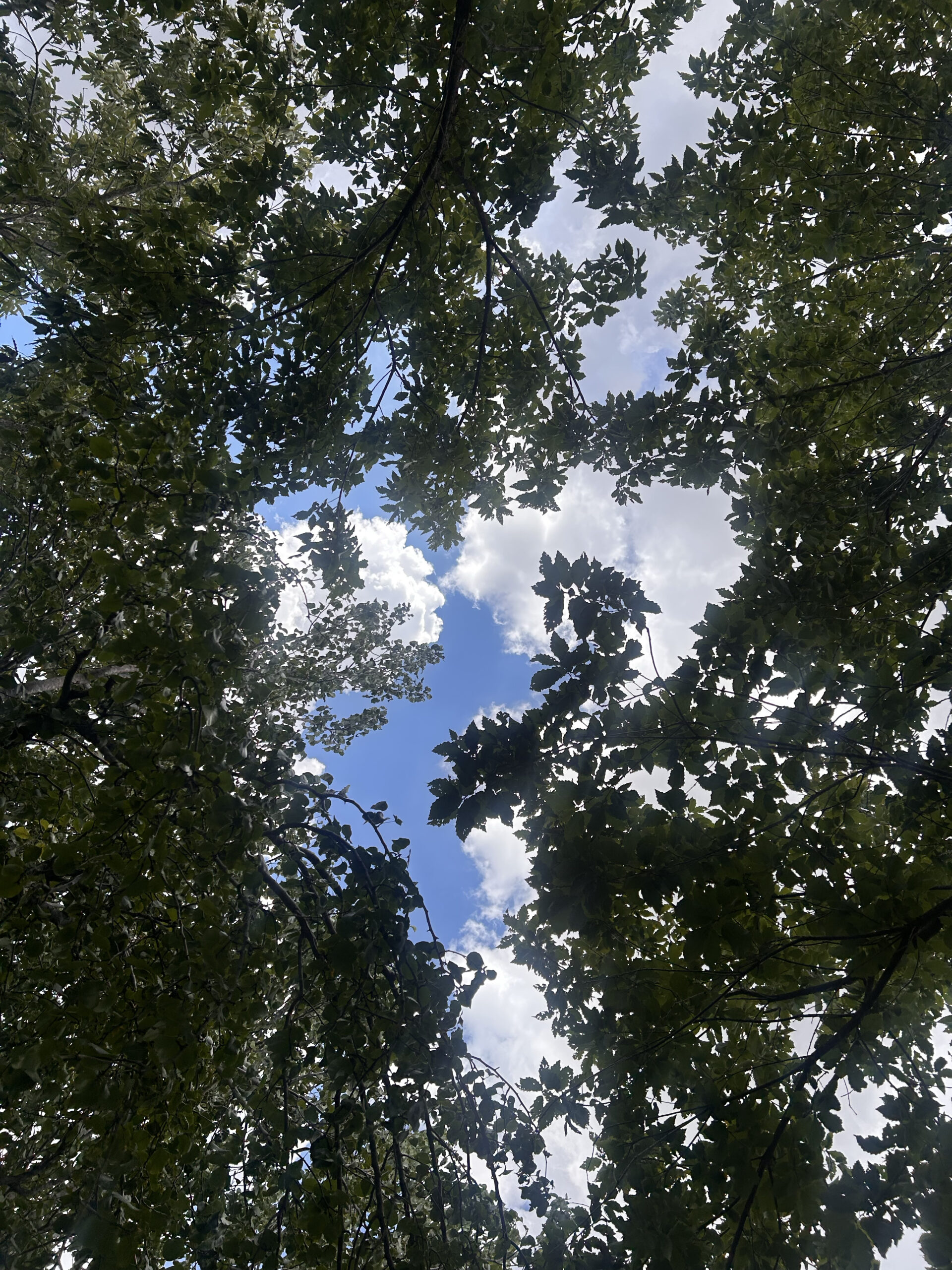 Looking Up