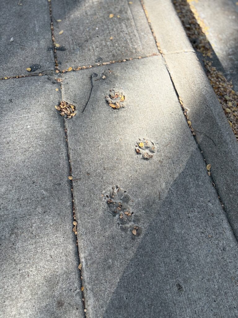 Forever Dog Prints