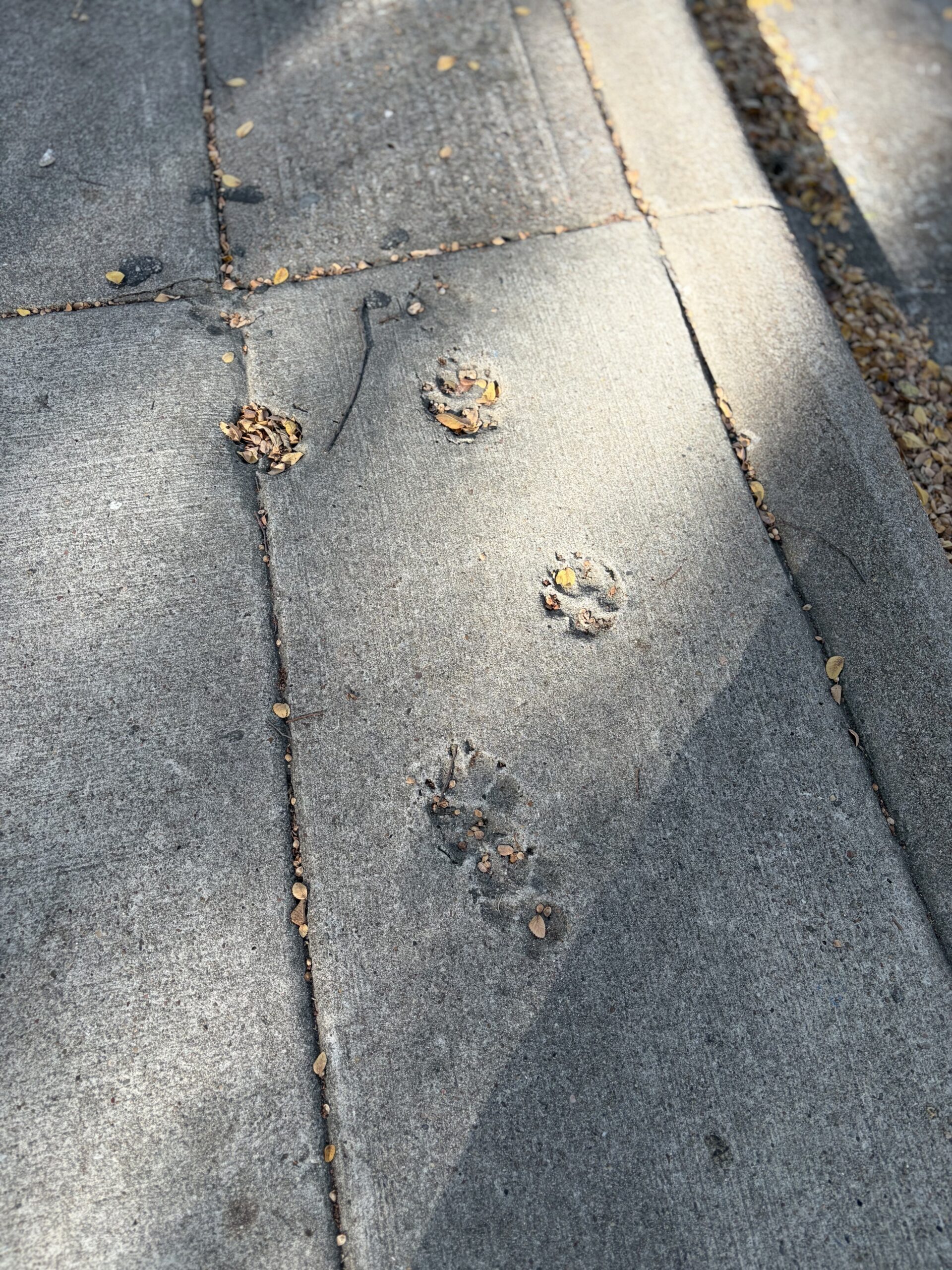 Forever Dog Prints