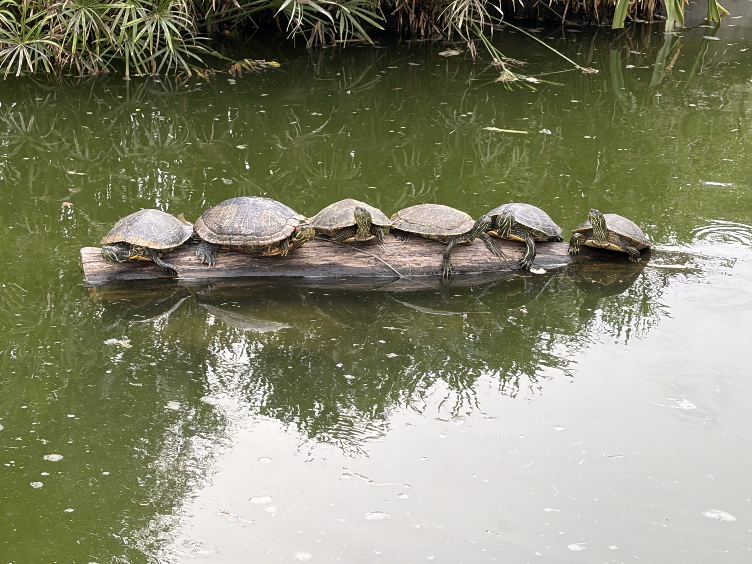 UT Turtles