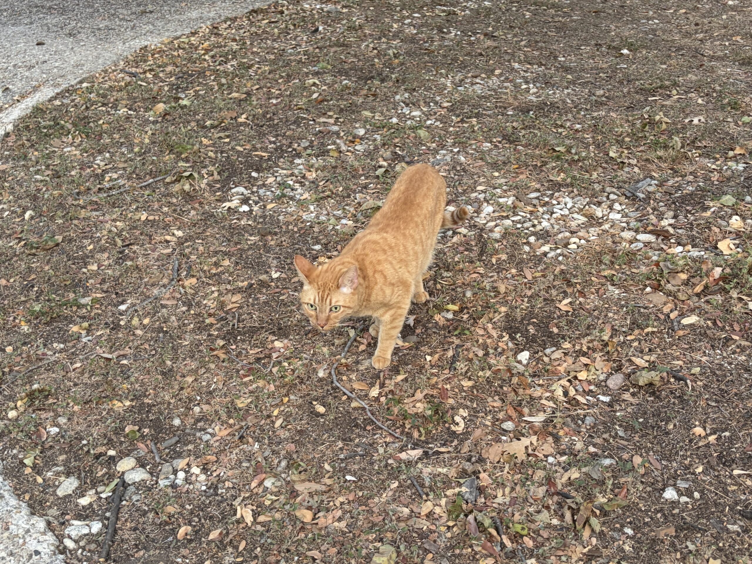 Orange Tom Cat