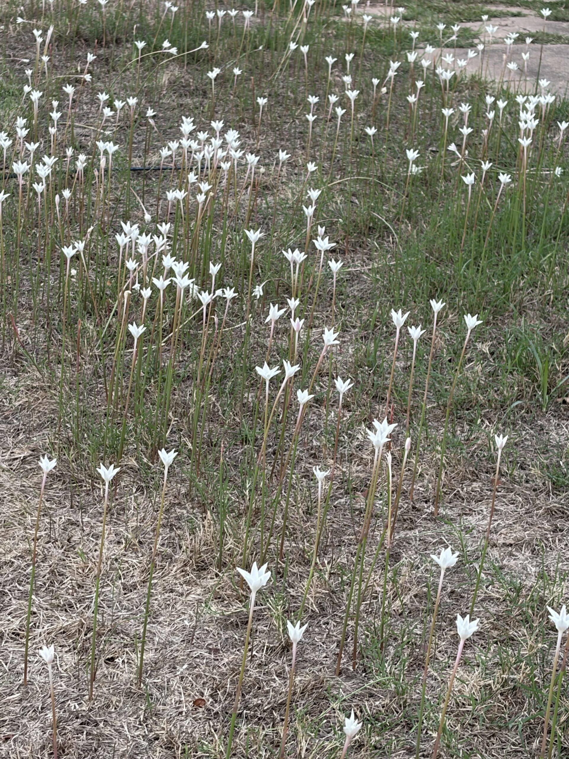 Rain Lilies