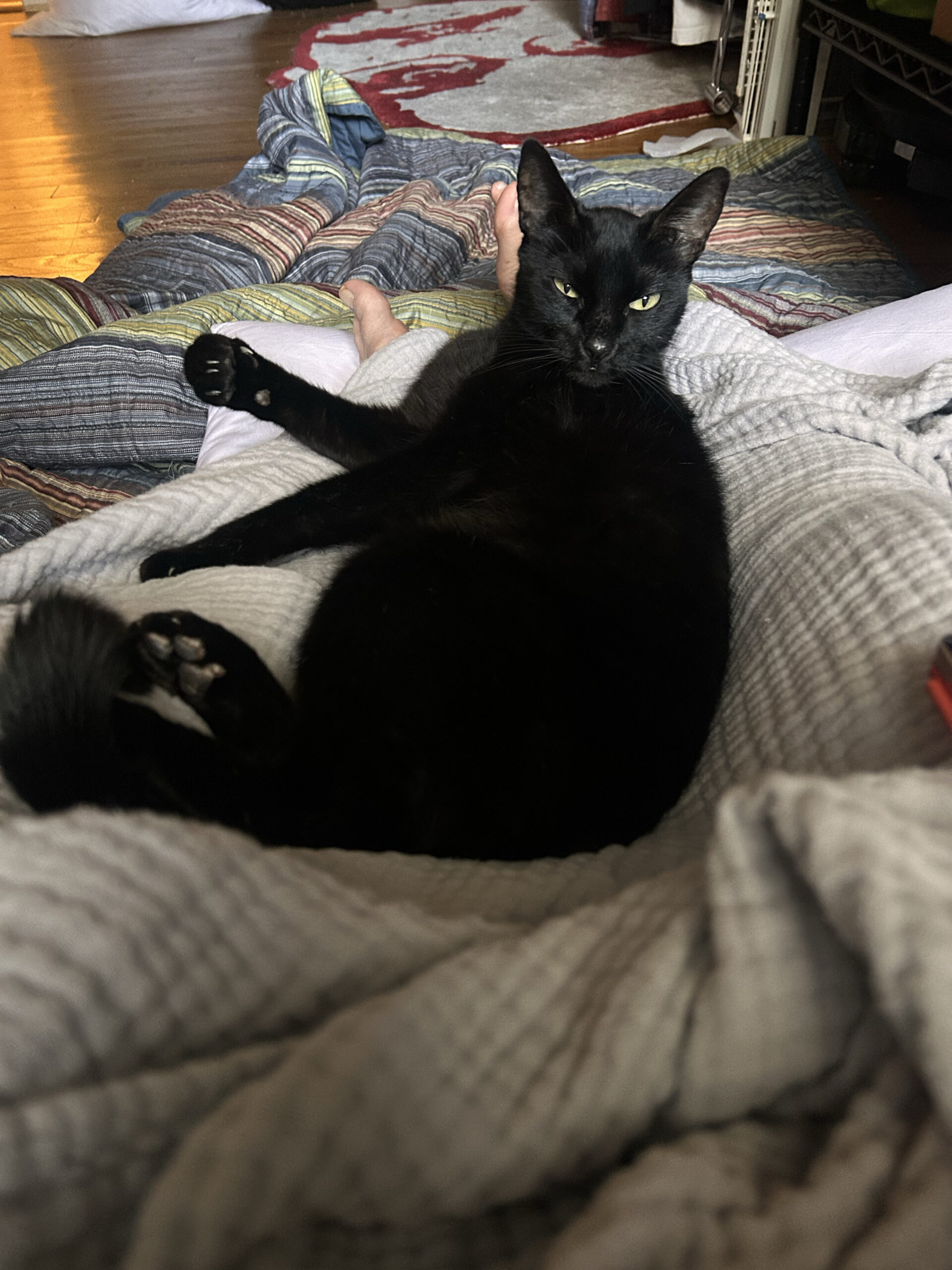 Sleepy Roast