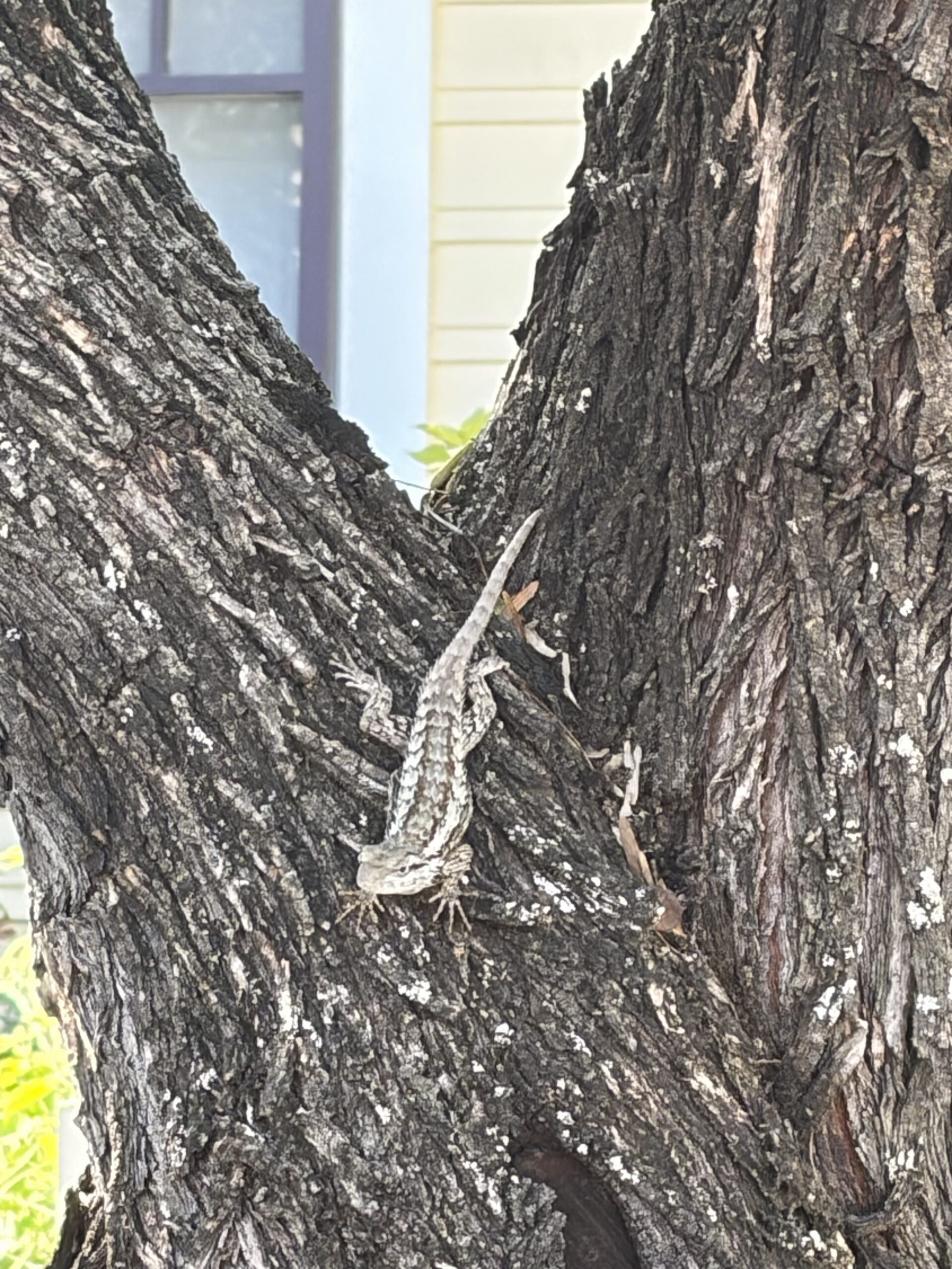 Lizzzzzard