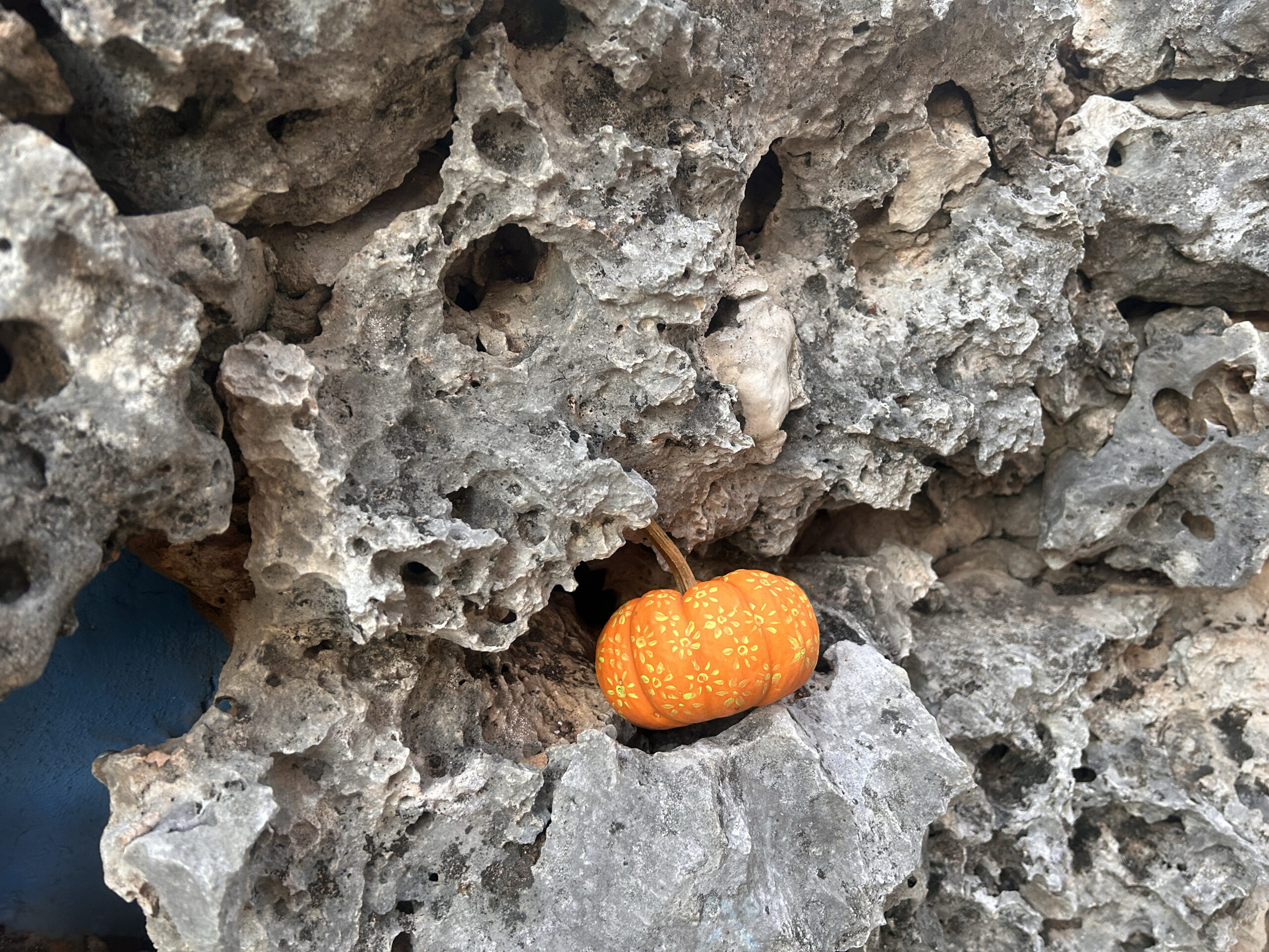 Pumpkin at Sparky