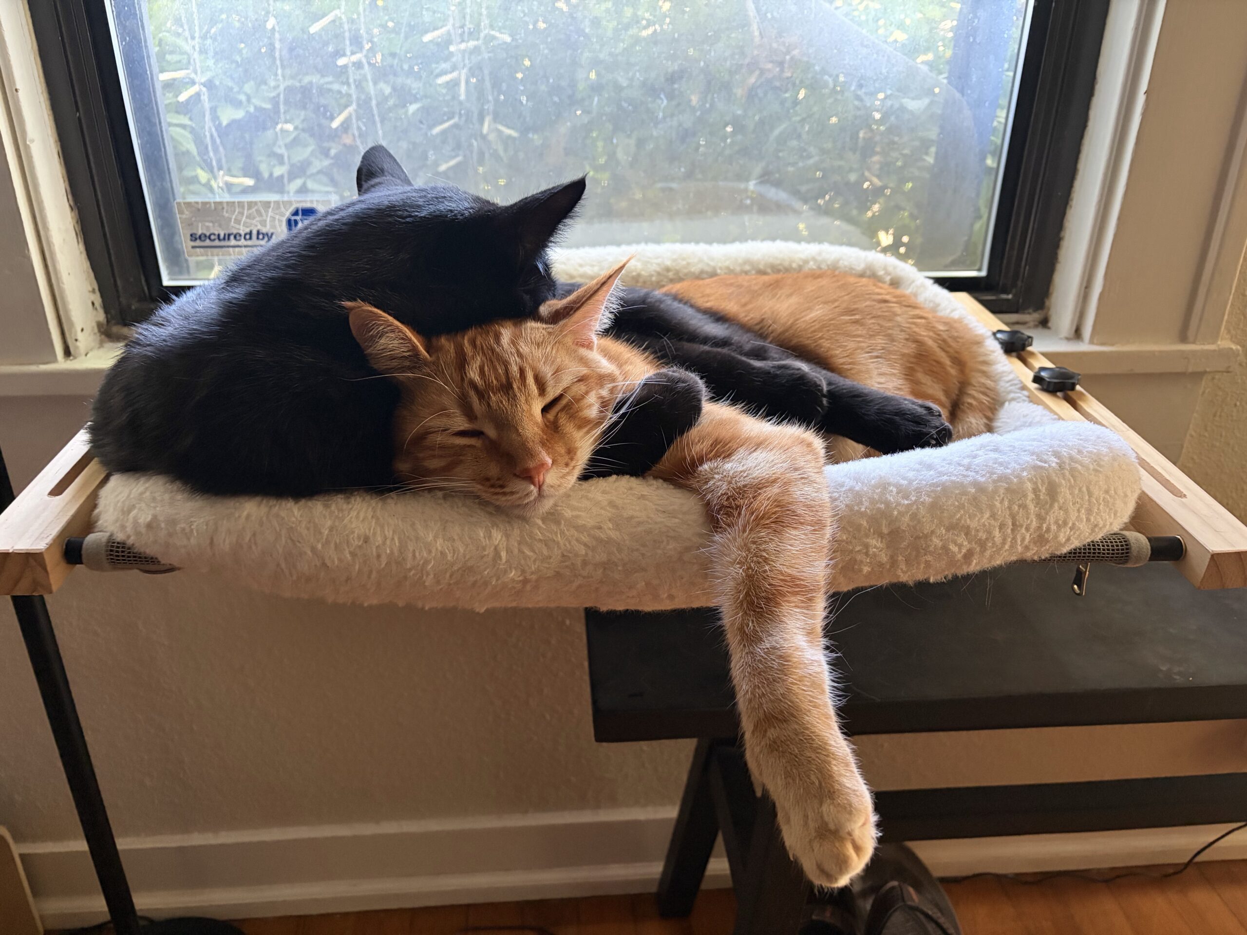 Pro Relax