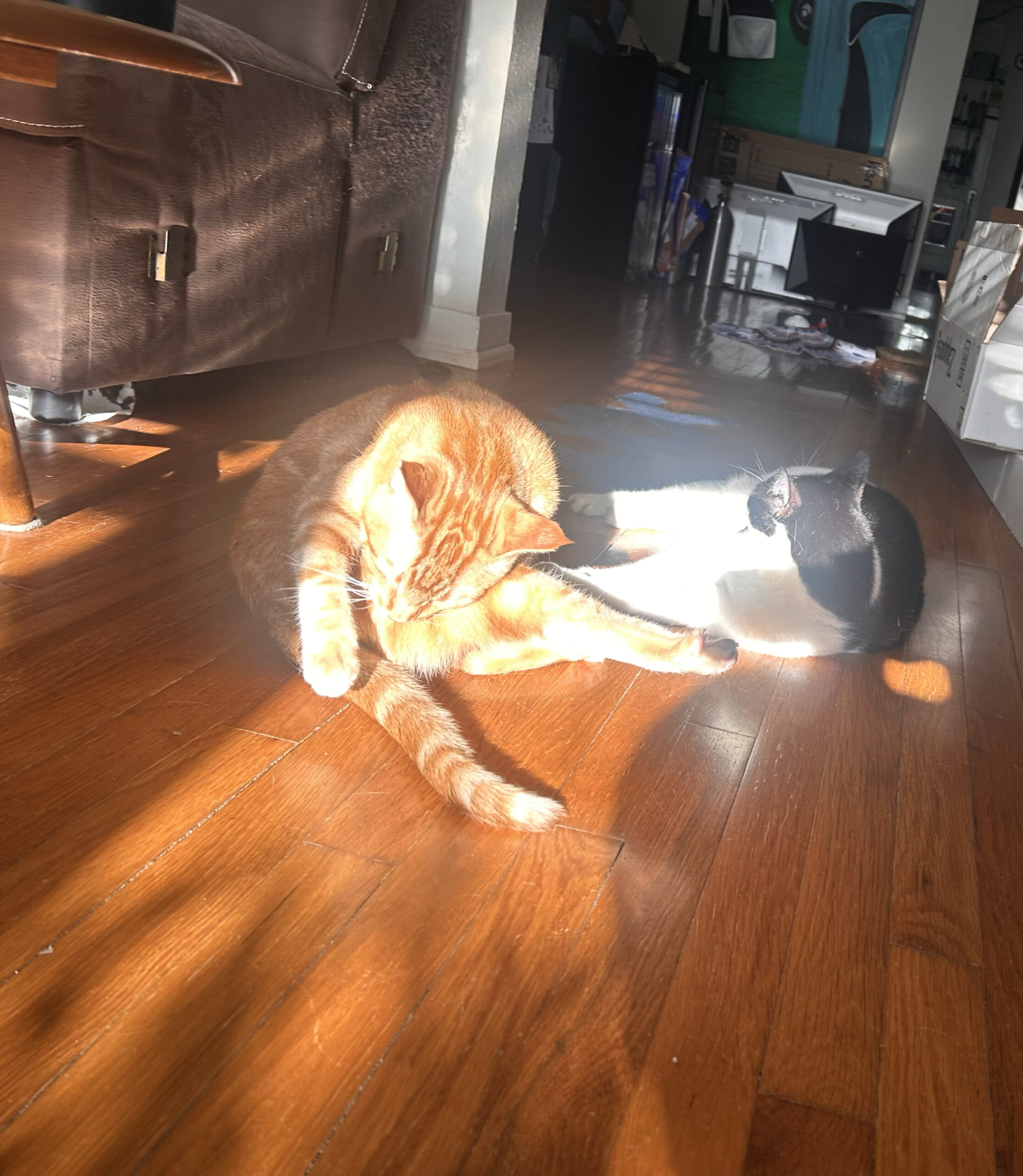 Mega Orange